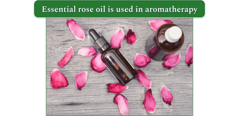 Two bottles of essential oil on a table with rose petals