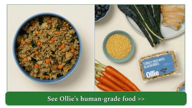 Ingredients, packaging, and unpackaged final product of Ollie's Turkey Dish with Blueberries