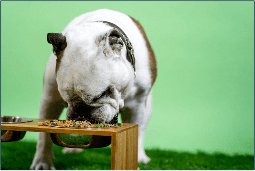 a dog eating from a bowl of fresh food