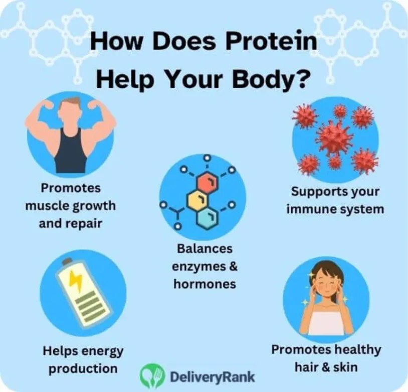 Infographic: role of protein in the body