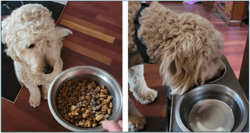 Photo of Baxter, a goldendoodle, sitting and looking at his prepared bowl of food next to a photo of Baxter eating the food from his bowl