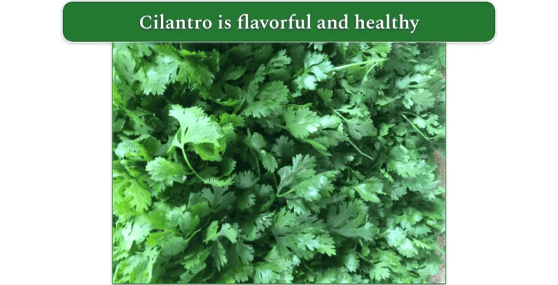 Close-up of a bunch of fresh cilantro