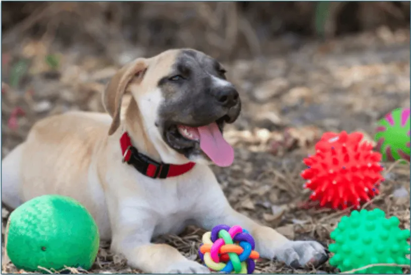 Dog surrounded by toys