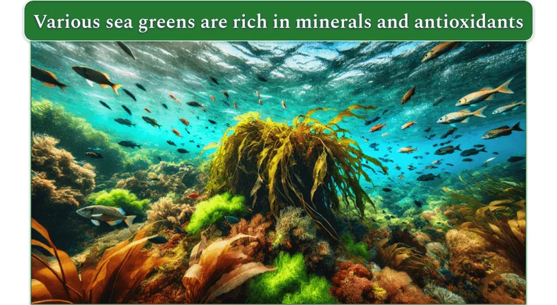 An image of a seabed with sea greens and fish swimming below the surface.