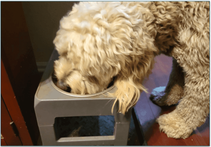 Baxter couldn’t wait to try his new food