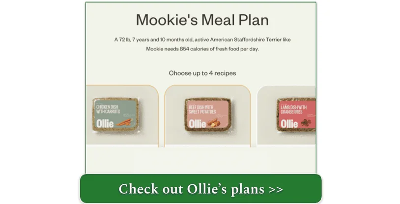 A personalized plan for my active older American Staffordshire Terrier