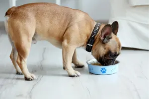 A brown French Bulldog with a black collar is eating from a light blue bowl with a paw print design, on a marble floor.