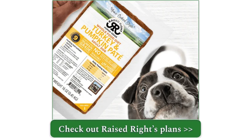 A pit bull mix looking up at a bag of Raised Right Turkey & Pumpkin Paté
