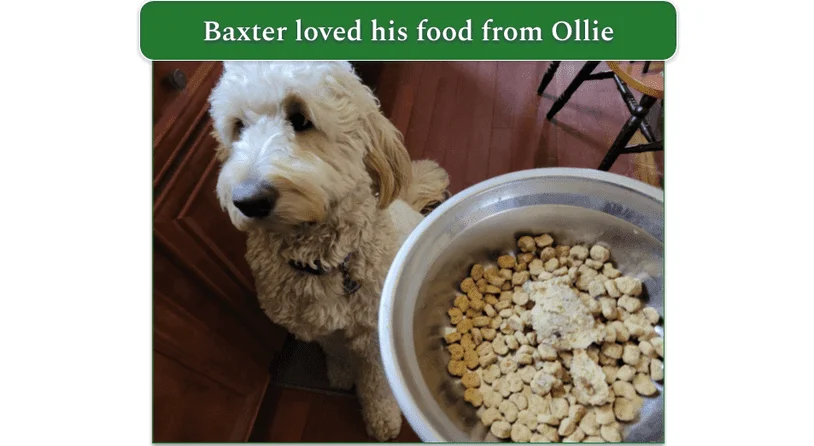 Our reviewer’s dog with a bowl on dog food from Ollie
