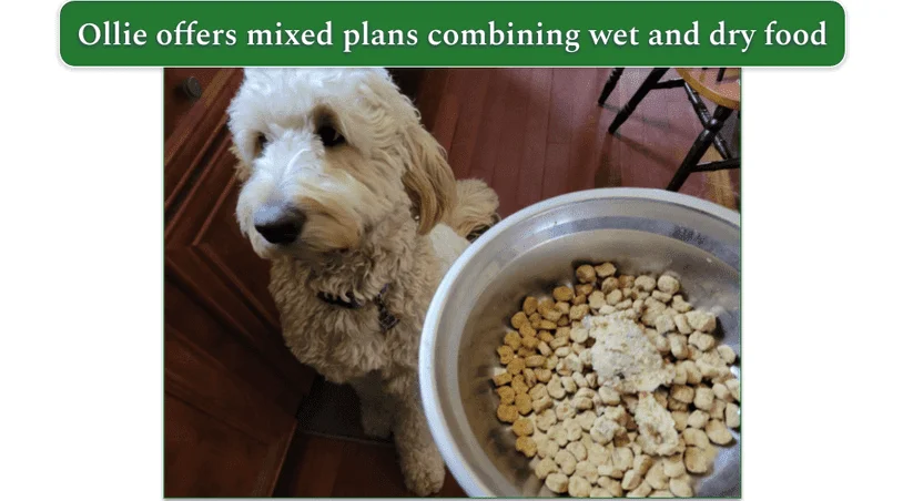 Ollie fresh food used as a topper in a bowl next to a goldendoodle