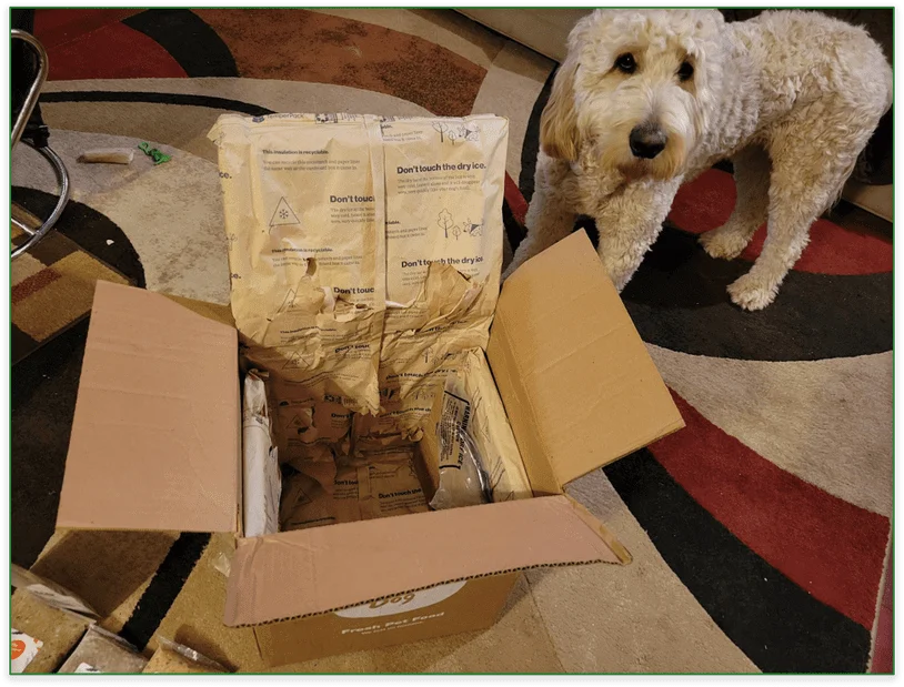 Photo of a goldendoodle stood next to an open delivery box showing the dry ice and insulation