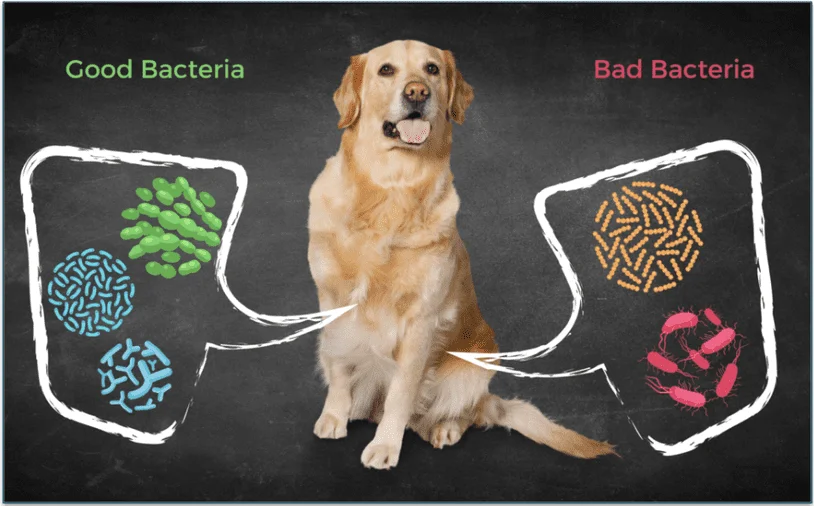 A dog with images of good and bad bacteria