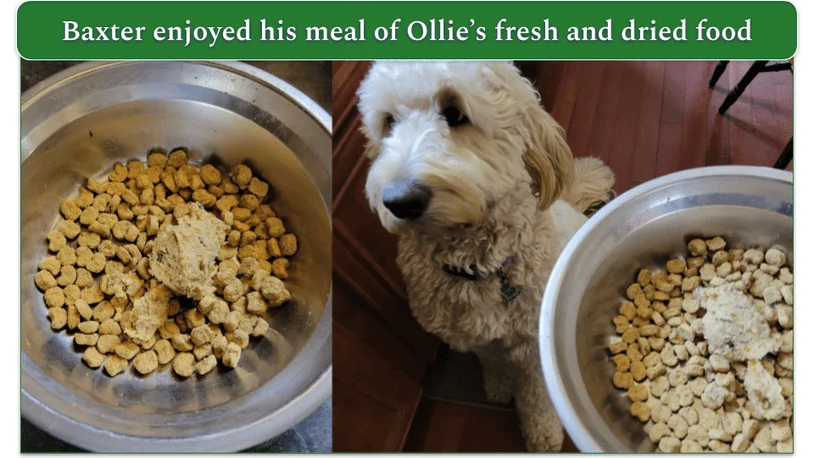 Photo of Baxter's food bowl with fresh and dried food inside and Baxter waiting for his food to be served