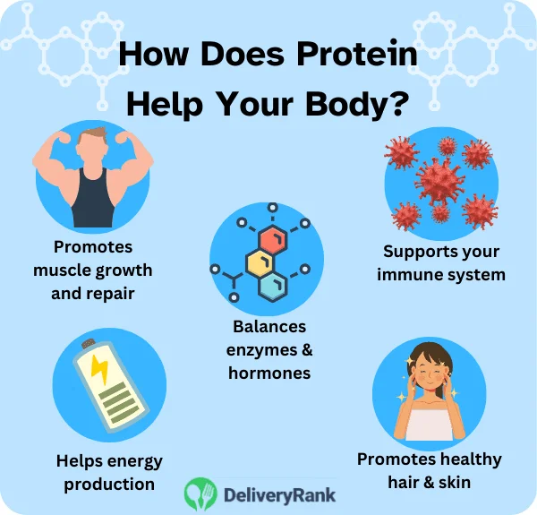 Infographic: the role of proteins in the body