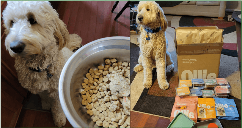 2 pictures of Goldendoodle Baxter with his dry and fresh Ollie food in a bowl (left) and next to an Ollie delivery (right)