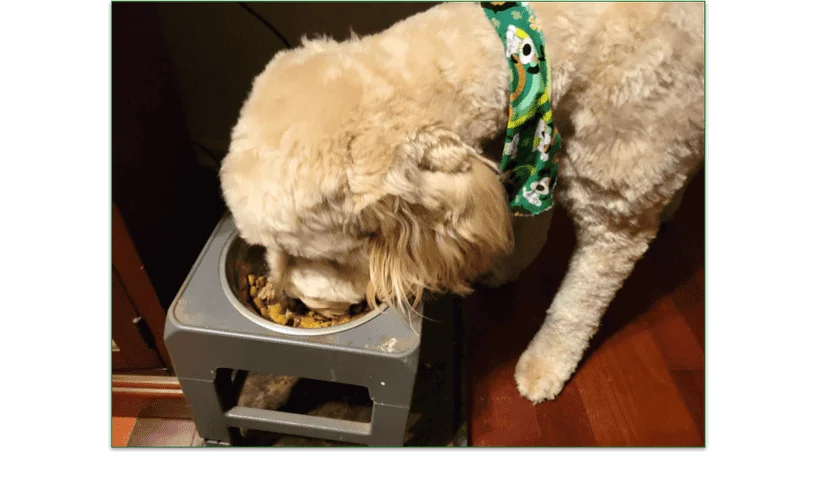 Baxter eating his bowl of food