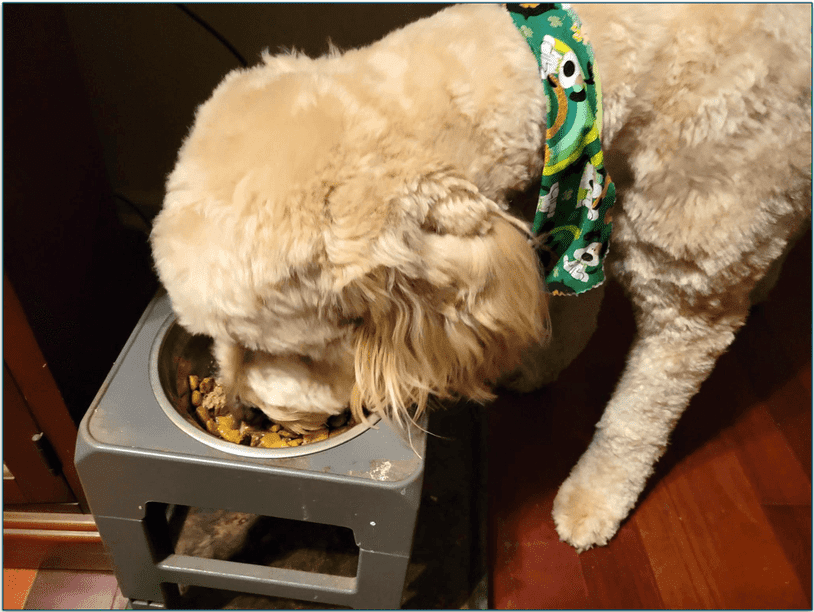 Baxter eating his bowl of food
