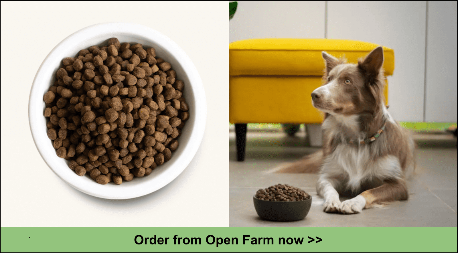 Pet food delivery: Get cat and dog food delivered with Ollie, Smalls and  more