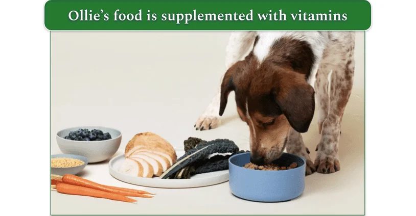 A dog eating a bowl of Ollie dog food next to a representative selection of ingredients