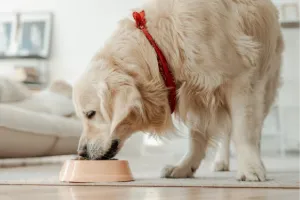 A golden retriever with a red collar enjoys a meal from a bowl on the floor in a cozy living room.