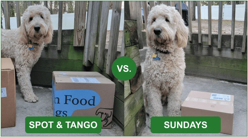 Baxter sitting next to delivery boxes from Spot & Tango and Sundays