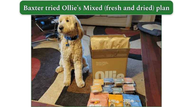  Photo of Baxter the Goldendoodle sitting next to his Ollie delivery of fresh and dried food options