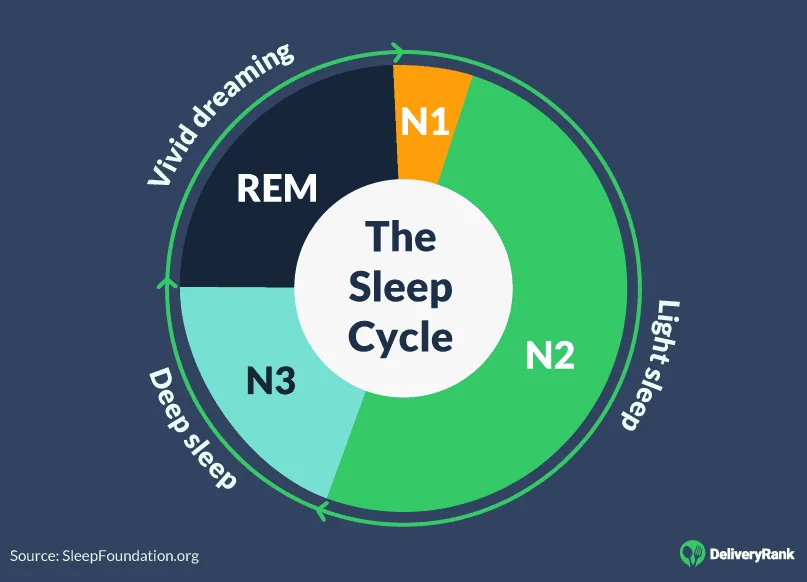 A diagram of the sleep cycle and its different stages