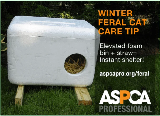 Styrofoam packaging used as a feral cat shelter