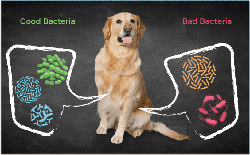 Bark’s ingredients support a healthy gut