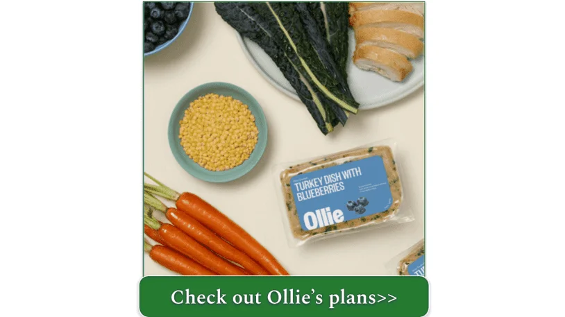 Turkey Dish with Blueberries by Ollie