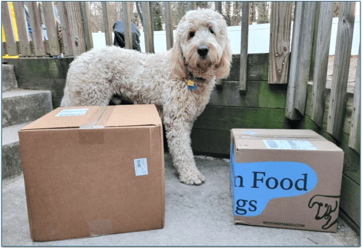 Baxter standing next to 2 Spot & Tango delivery boxes on the porch