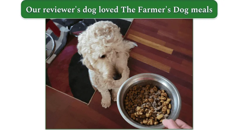 A Goldendoodle looking at a bowl of the Farmer Dog food