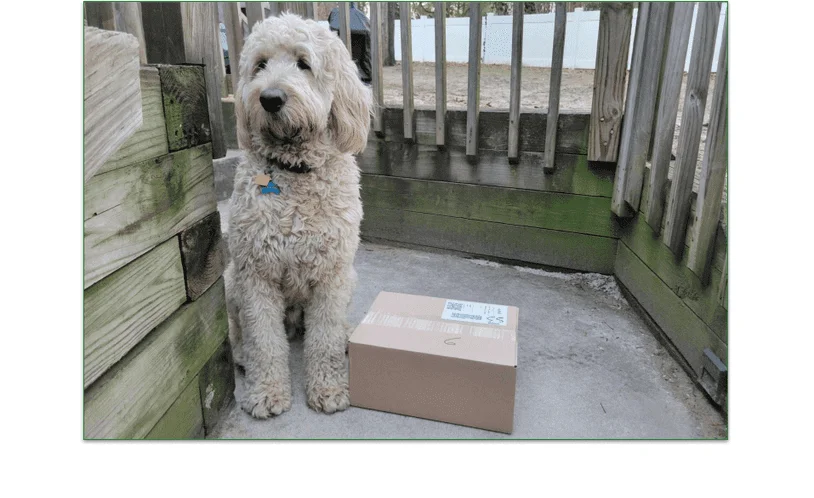 Baxter sitting next to the Sundays delivery box on the porch
