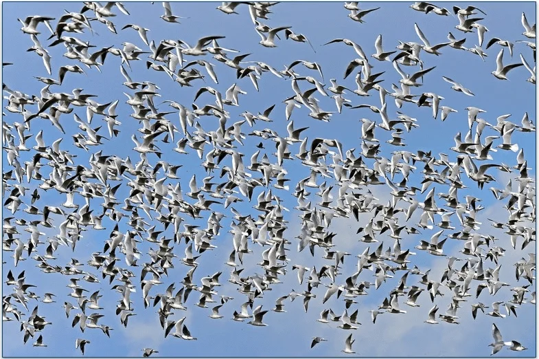 Flock of birds in flight