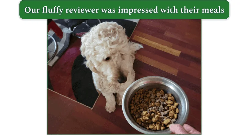A Goldendoodle looking at a bowl of the Farmer Dog food
