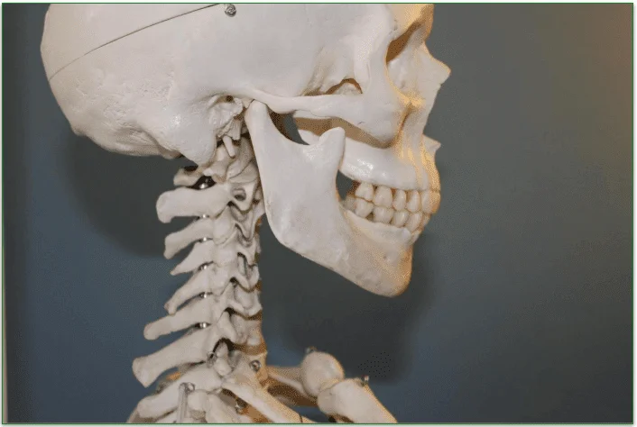 Image of a human skeleton model, the superior side