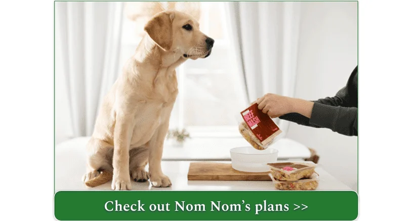 A Golden Lab puppy waiting patiently for Nom Nom's Beef Mash recipe