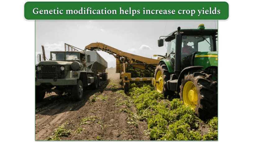 a tractor harvesting crops and transferring them to a truck