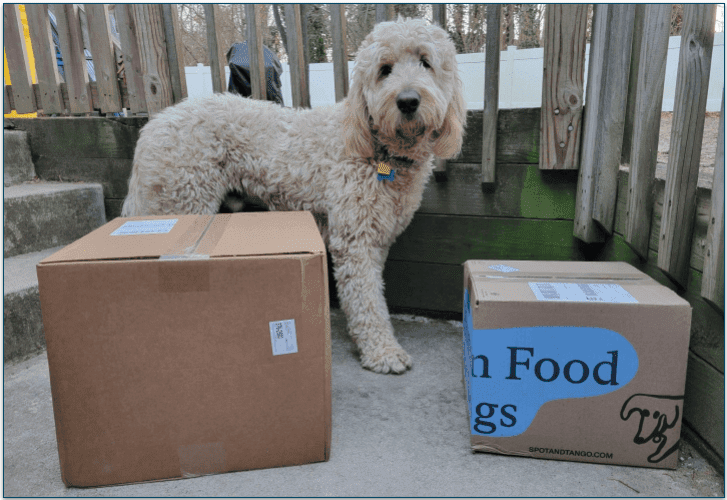 A goldendoodle standing between two spot and tango boxes