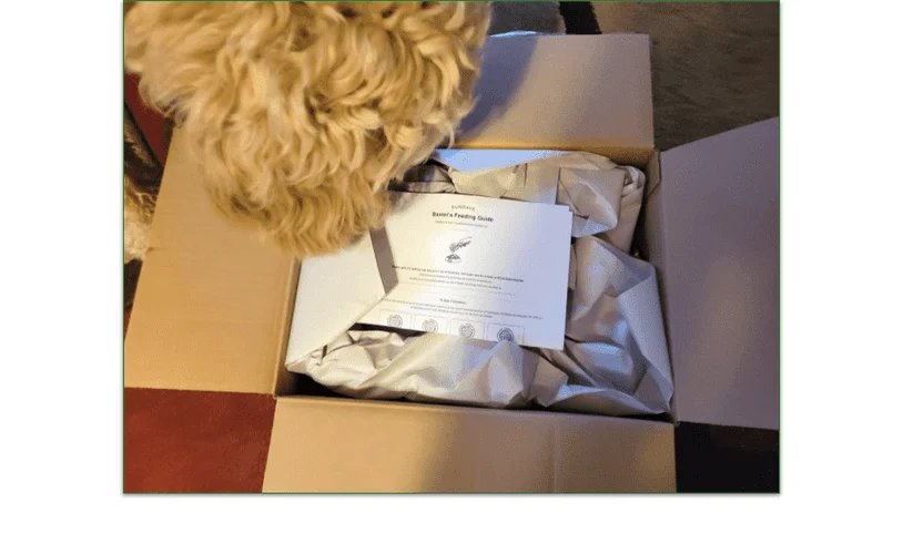 Baxter looking inside the open Sundays' delivery box