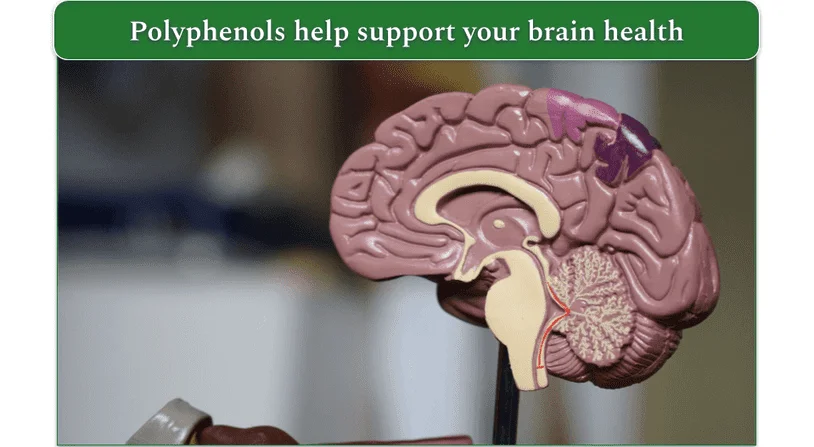 Image of a model of a brain showing the inner section of the brain