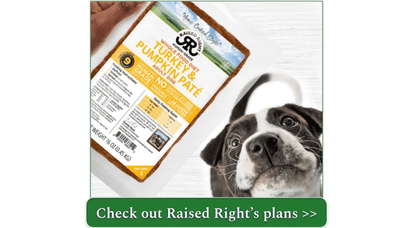 A pit bull mix looking up longingly at a bag of Raised Right Turkey & Pumpkin Paté