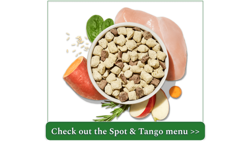 Picture of a labradoodle puppy with a bag of Spot & Tango Beef & Barley UnKibble