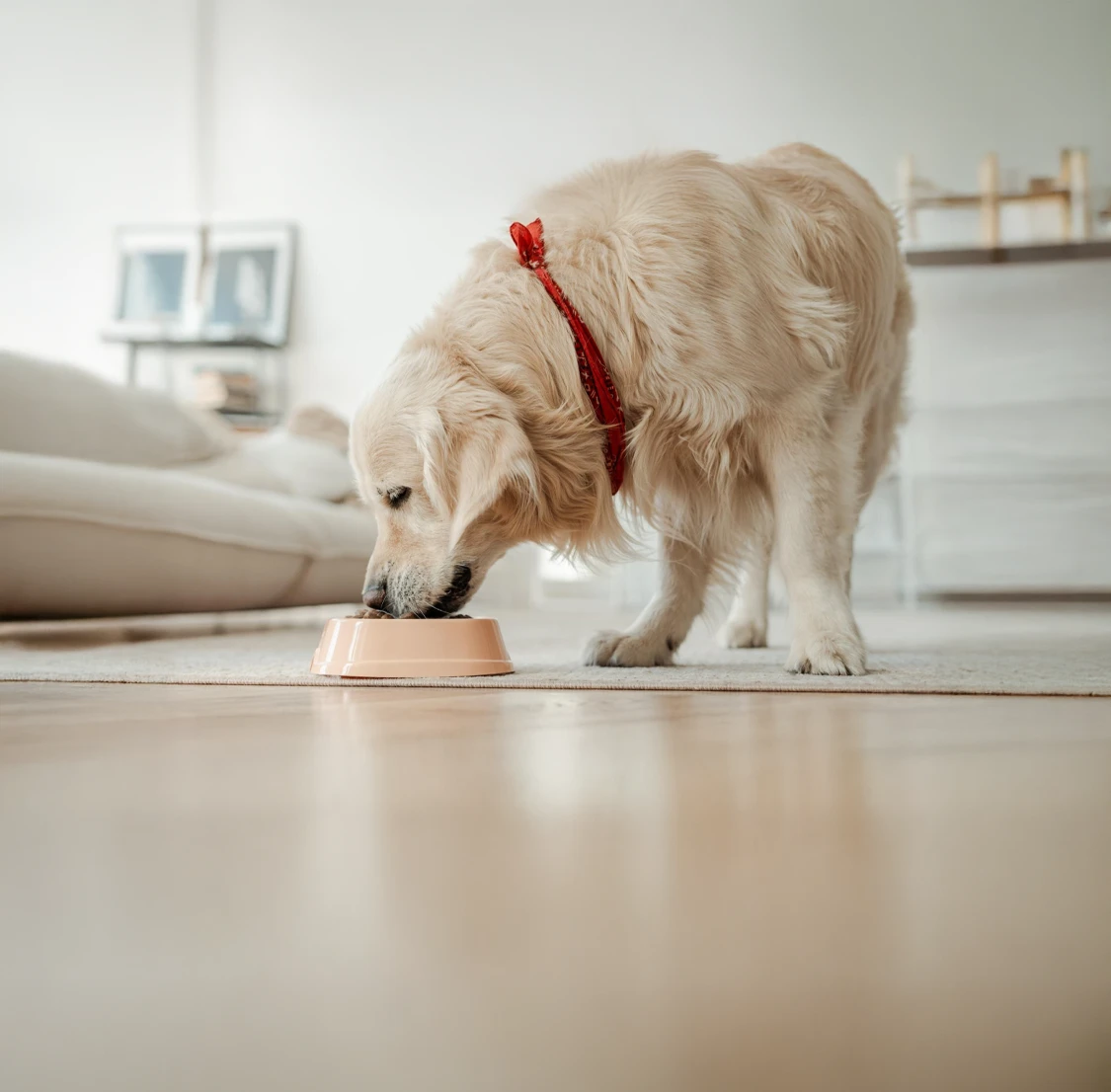 Golden retriever wearing a red bandana eats from a pink bowl on a wooden floor. Cozy living room setting with a couch and framed photos in the background.
