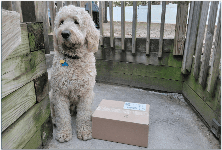 Baxter sitting next to the Sundays delivery box on the porch