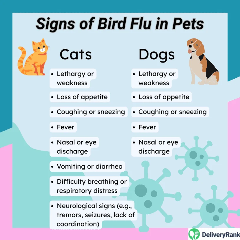Infographic listing signs of bird flu in pets