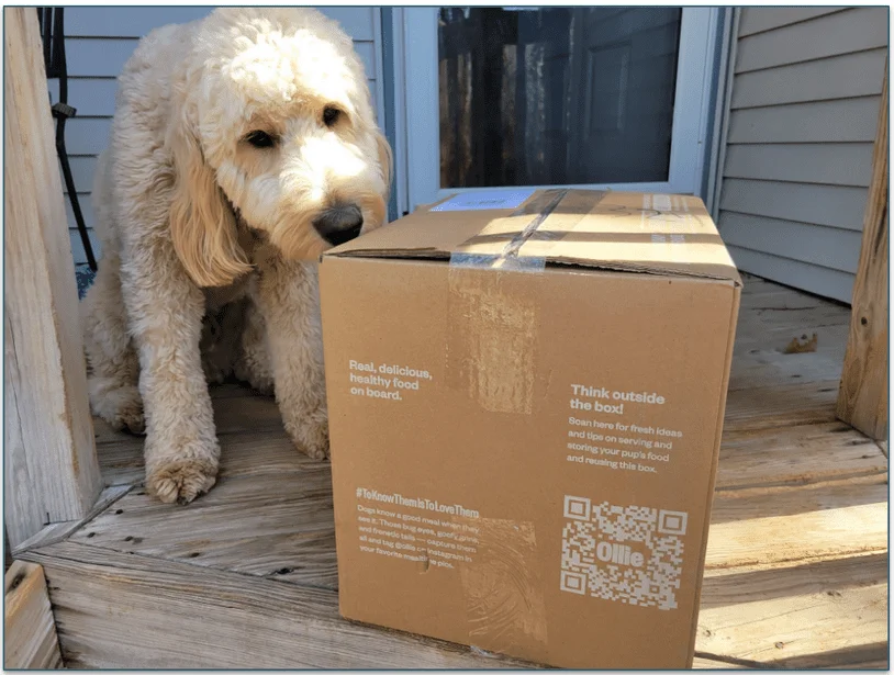 A goldendoodle next to an unboxed Ollie delivery