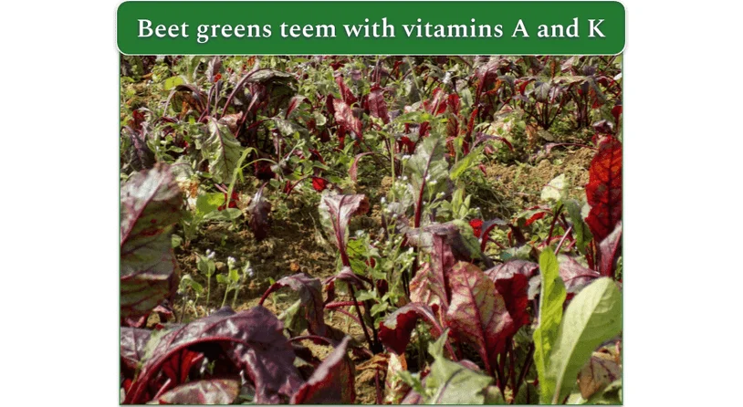 An image of beet greens dotting the field