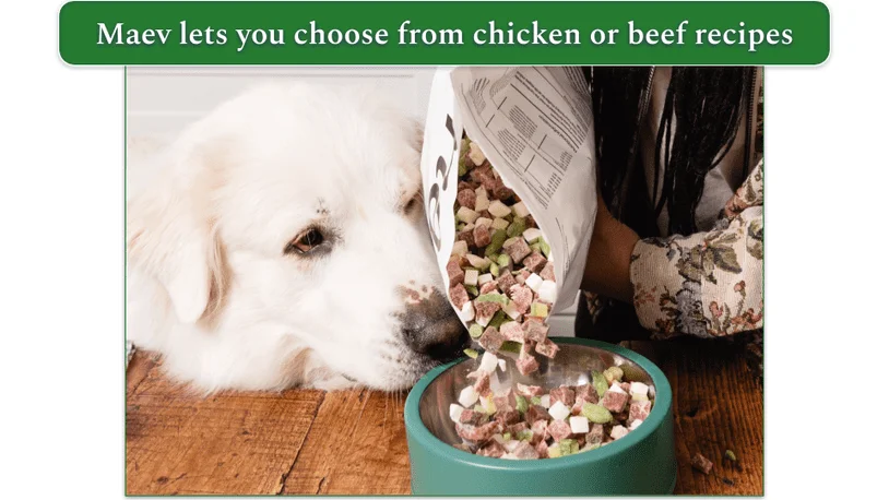 A dog eating a bowl of Maev raw dog food