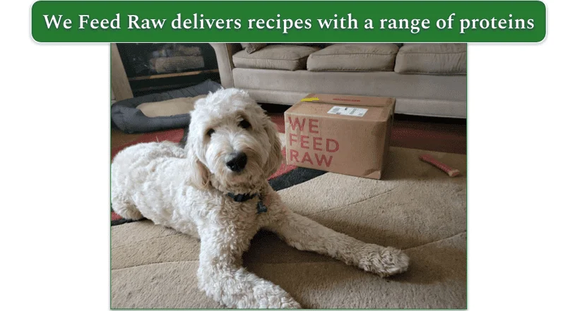 A Goldendoodle standing next to a We Feed Raw delivery box